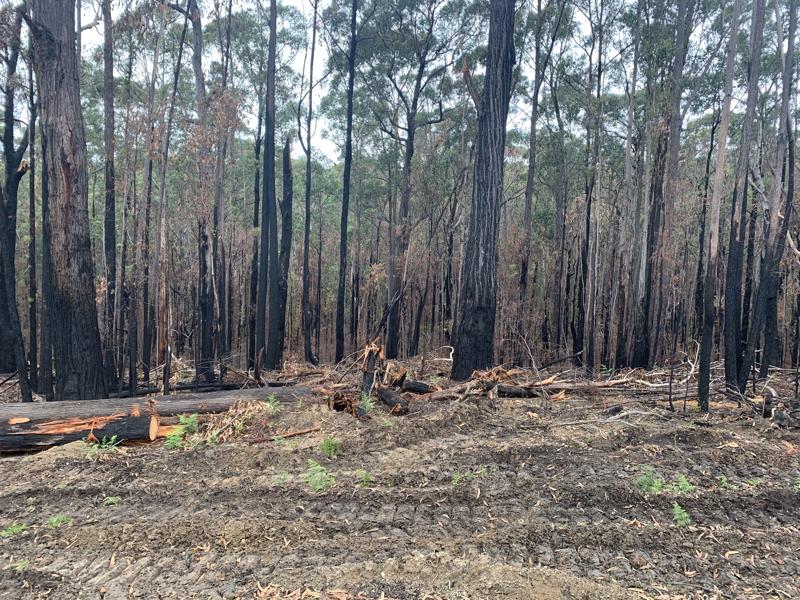 Hardwood timber affected by the bushfires