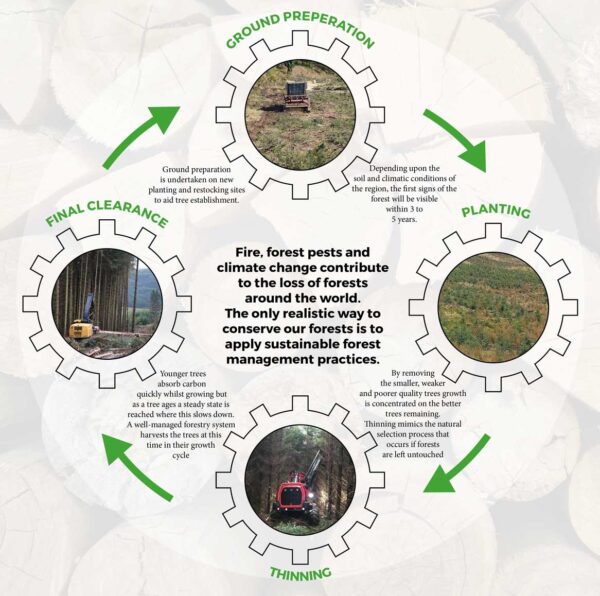 Seed Tree Harvesting Myth Vs Reality In Sustainable Logging - 9l6648s