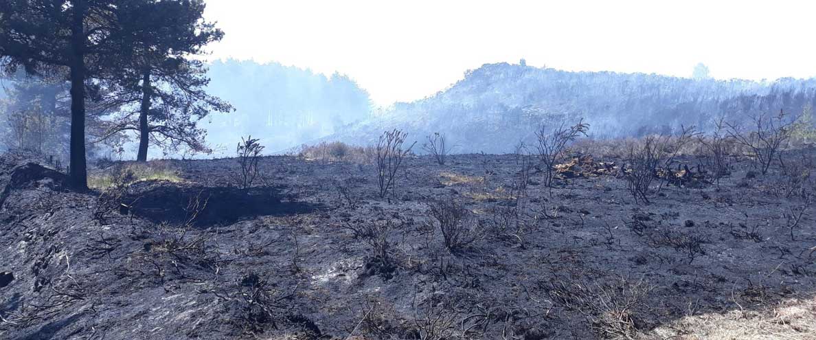 Forestry England starts fire clean-up