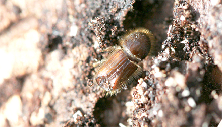 Spruce Bark Beetle