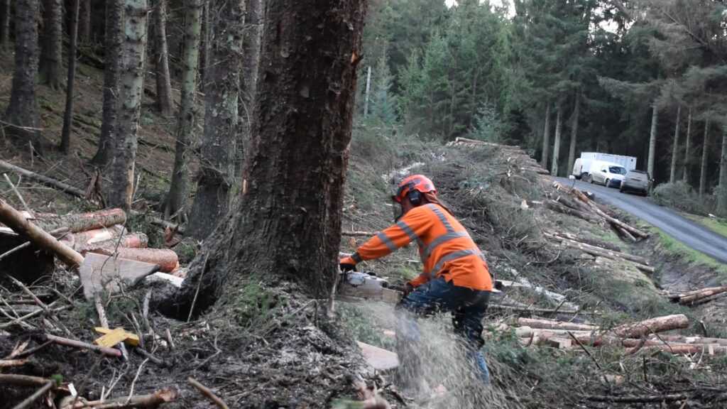 Stu Liddle of Liddle Forestry felling a large Sitka.