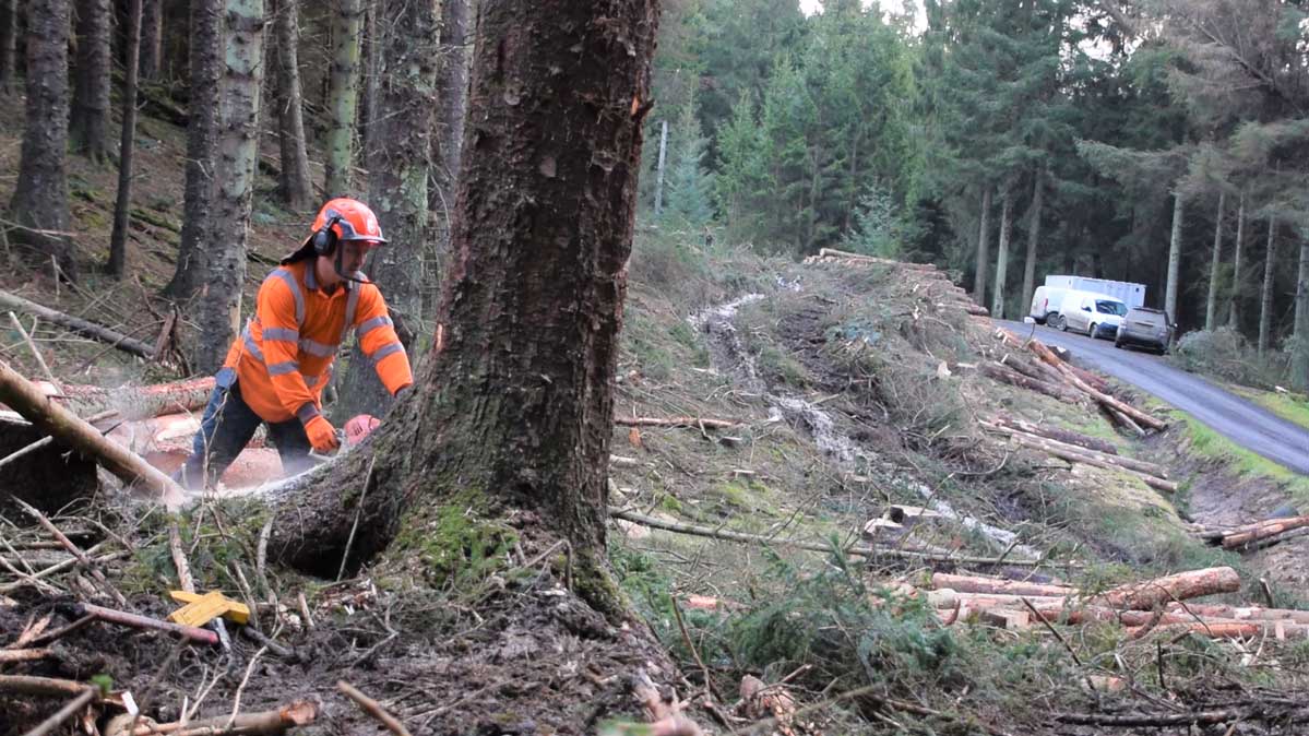 Stu Liddle of Liddle Forestry felling a large Sitka.