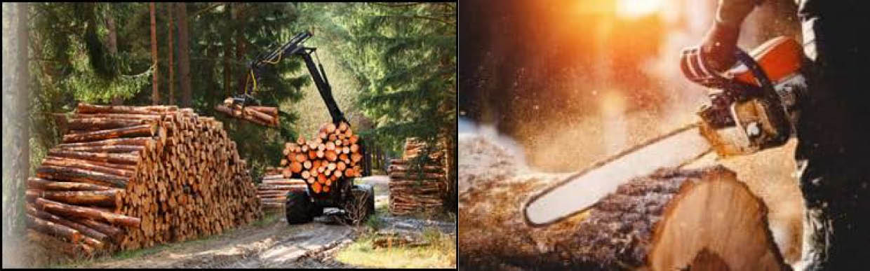 Cortec® EcoLine® Lubricants Add a New Dimension to the Idea of Sustainable Forestry