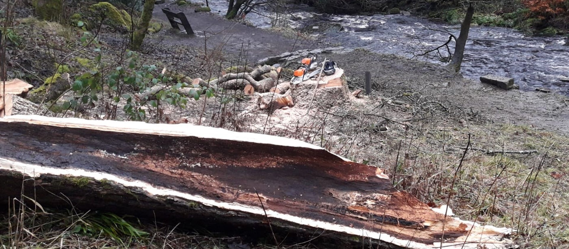 british trees under threat - ash dieback felling hollow damaged tree at hardcastle crags west yorkshire