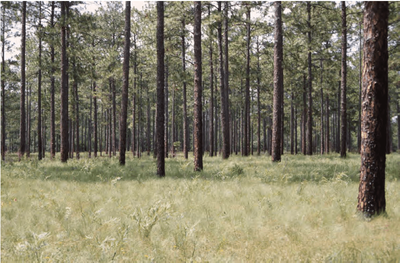 Restoring Longleaf Pine Forests through USDA-NRCS Program