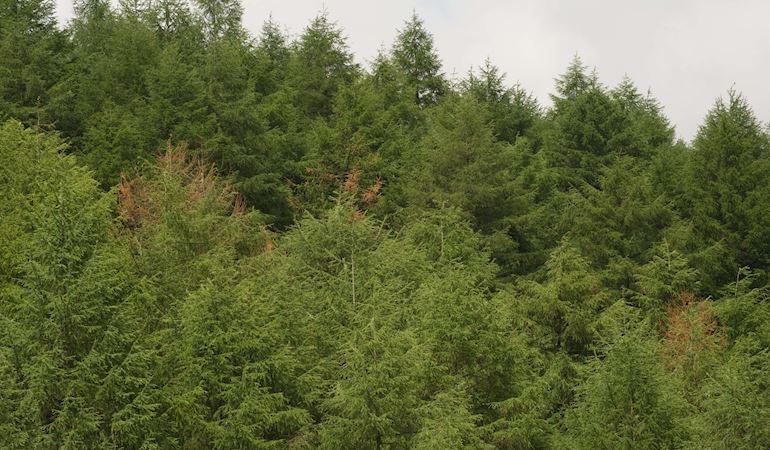 Natural Resources Wales (NRW) is to fell larch trees infected by Phytpophthora ramorum in Cefni Forest near Llangefni, Anglesey this winter.