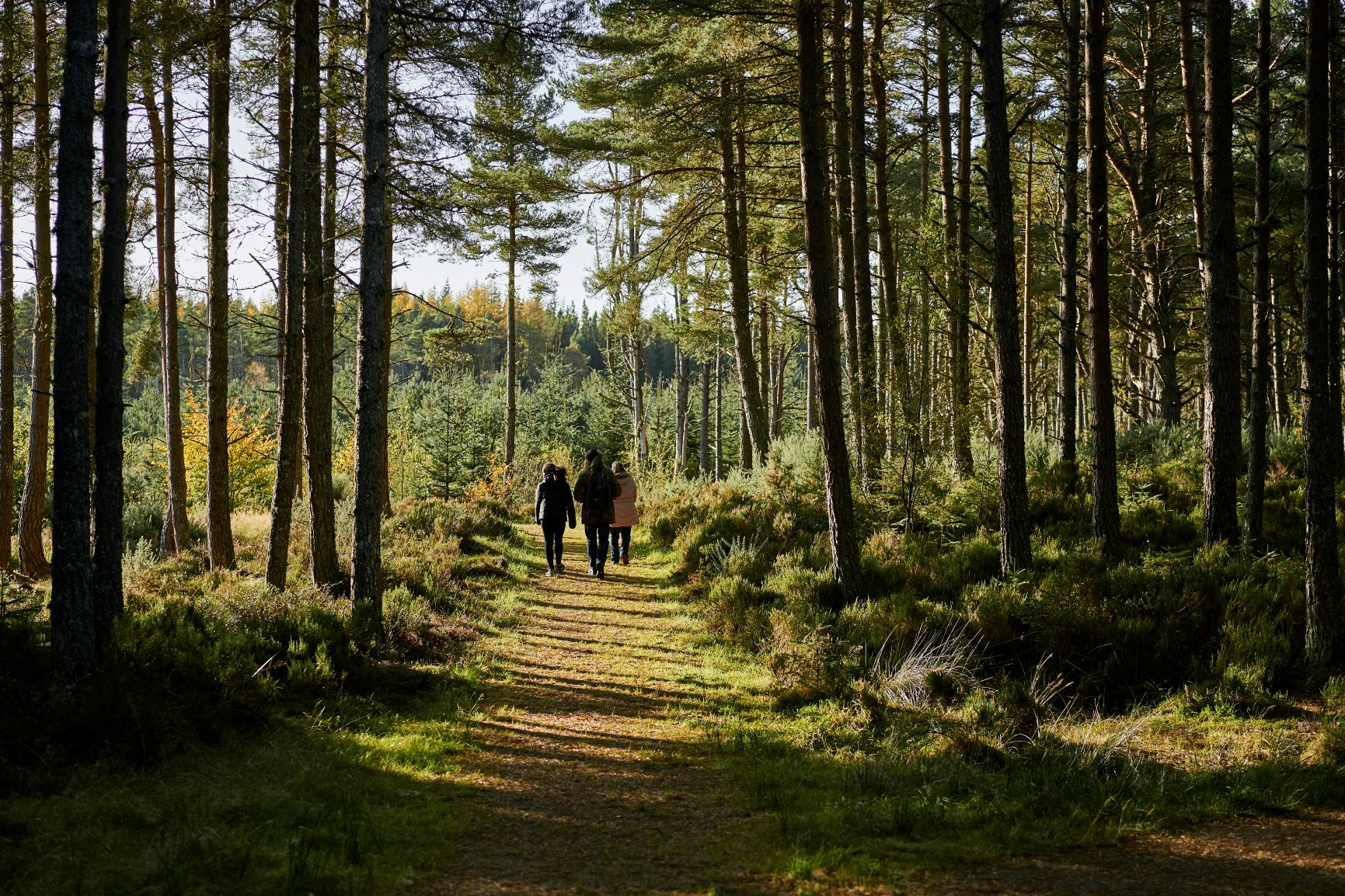 New woodland survey shows strong support for more woodlands in Highlands
