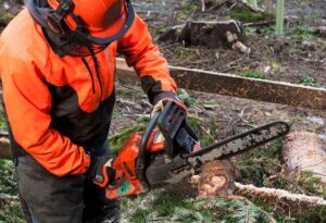 Reckless ‘amateur Lumberjacks’ doing more harm than good