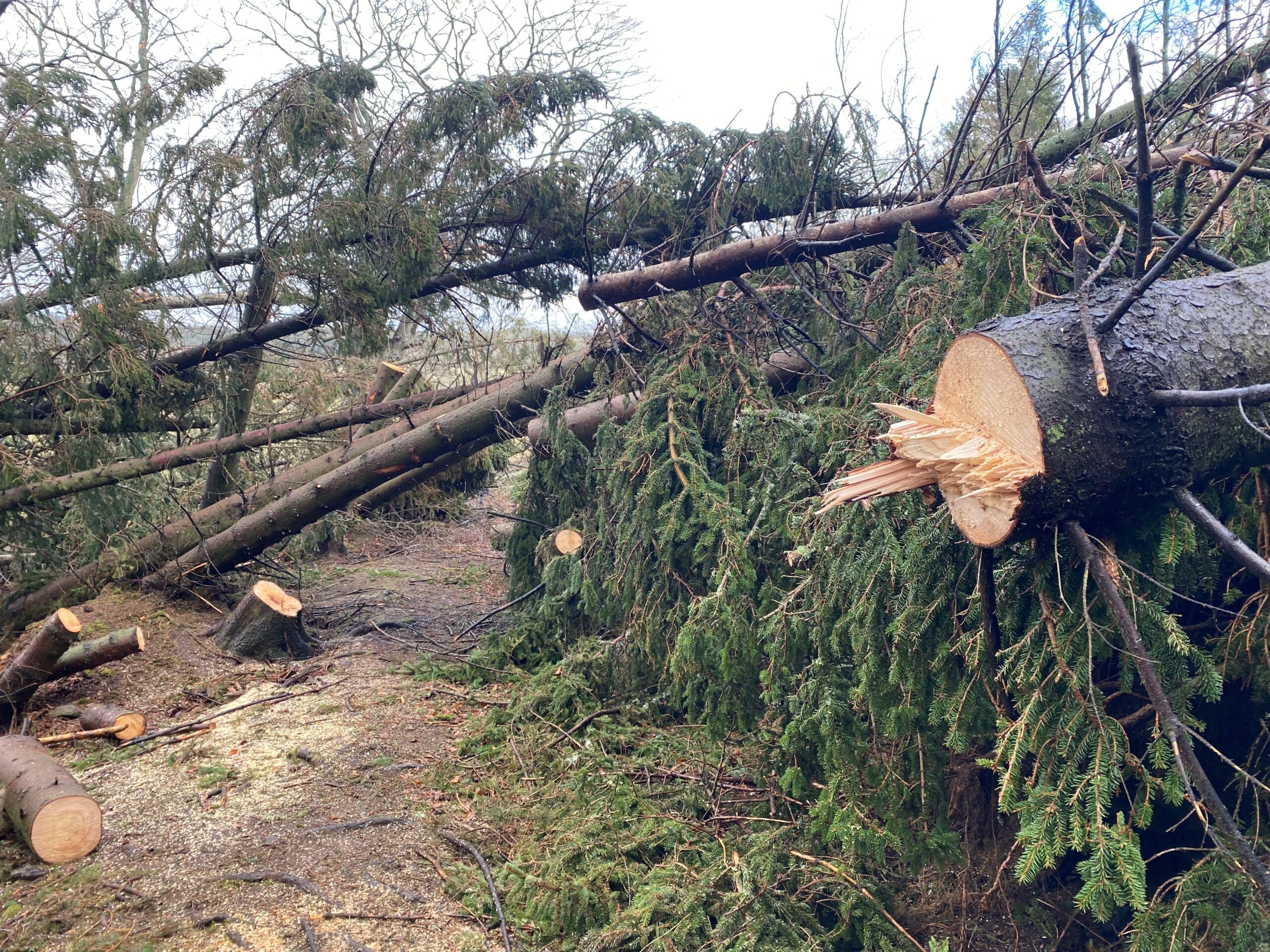 Scottish Forestry and the forestry sector have pulled together “magnificently” to tackle the Felling Permissions that were needed after the winter storms.