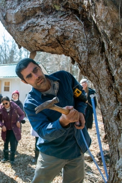 Joseph Orefice, director of forest and agriculture operations for The Forest School at Yale School of the Environment, inserts a sugar tap on a maple at Yale-Myers Forest for sap production.
