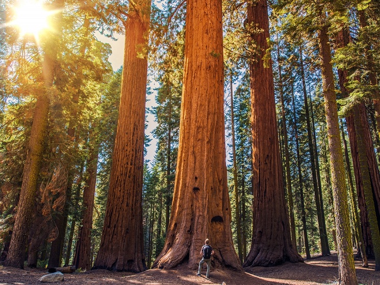 Giant Sequoia