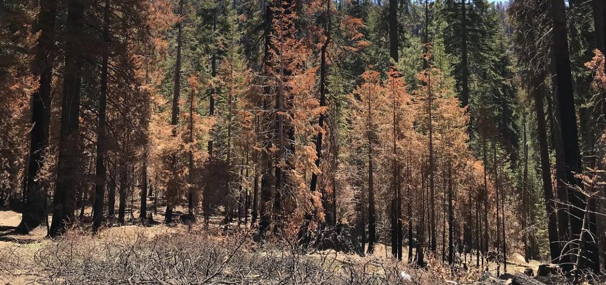 Creek Fire Aftermath - Huge forest fires don’t cause living trees to release much carbon, OSU research shows