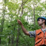 Healthy Forests: ‘It’s Never About Cutting an Individual Tree’
