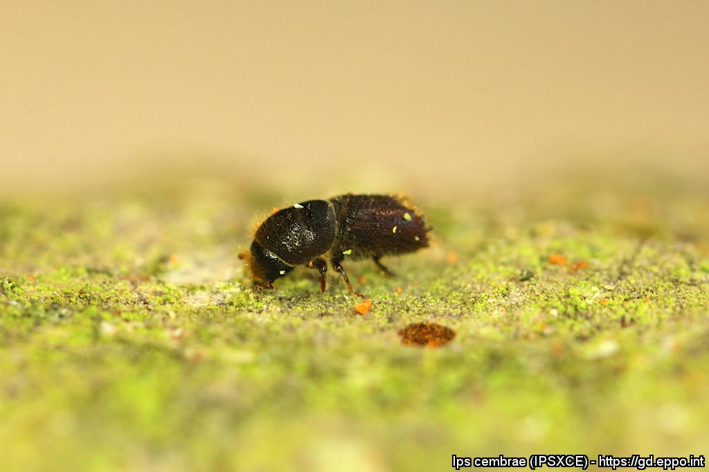 Bark beetles intercepted in west of Scotland