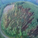 Diverse forests to cope with storms