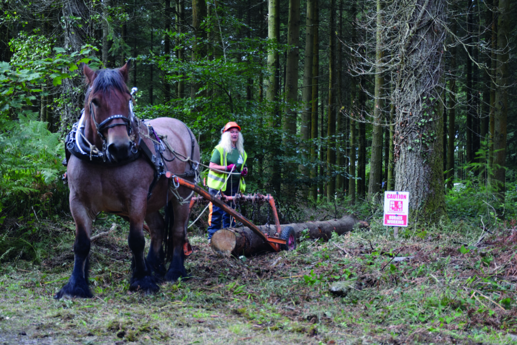 Horse logging at the Confor Woodland Show