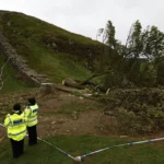 Teenager Arrested over Illegal Sycamore Gap Felling on Hadrian’s Wall