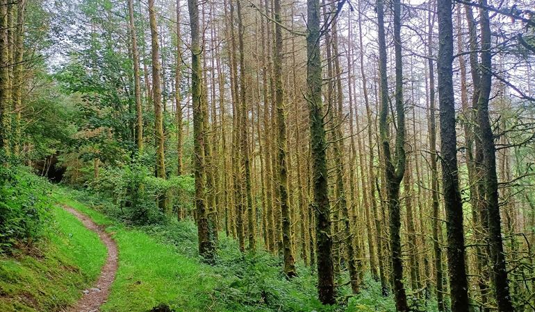 Diseased larch trees to be felled in Gwydir Forest