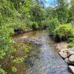 Riparian planting – Planting next to rivers and streams