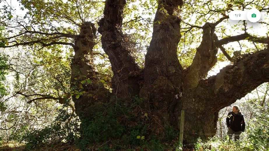 Dalkeith Country Park staff member Kieran Playfair under ancient oak know as The Michael. Credit WTML