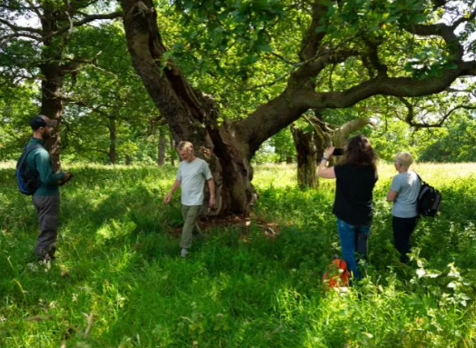 Dalkeith Country Park Named Heritage Tree Hotspot