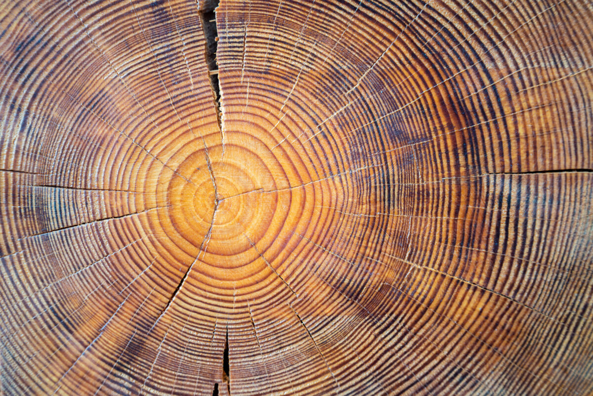 Tree rings reveal a new kind of earthquake threat to the Pacific Northwest