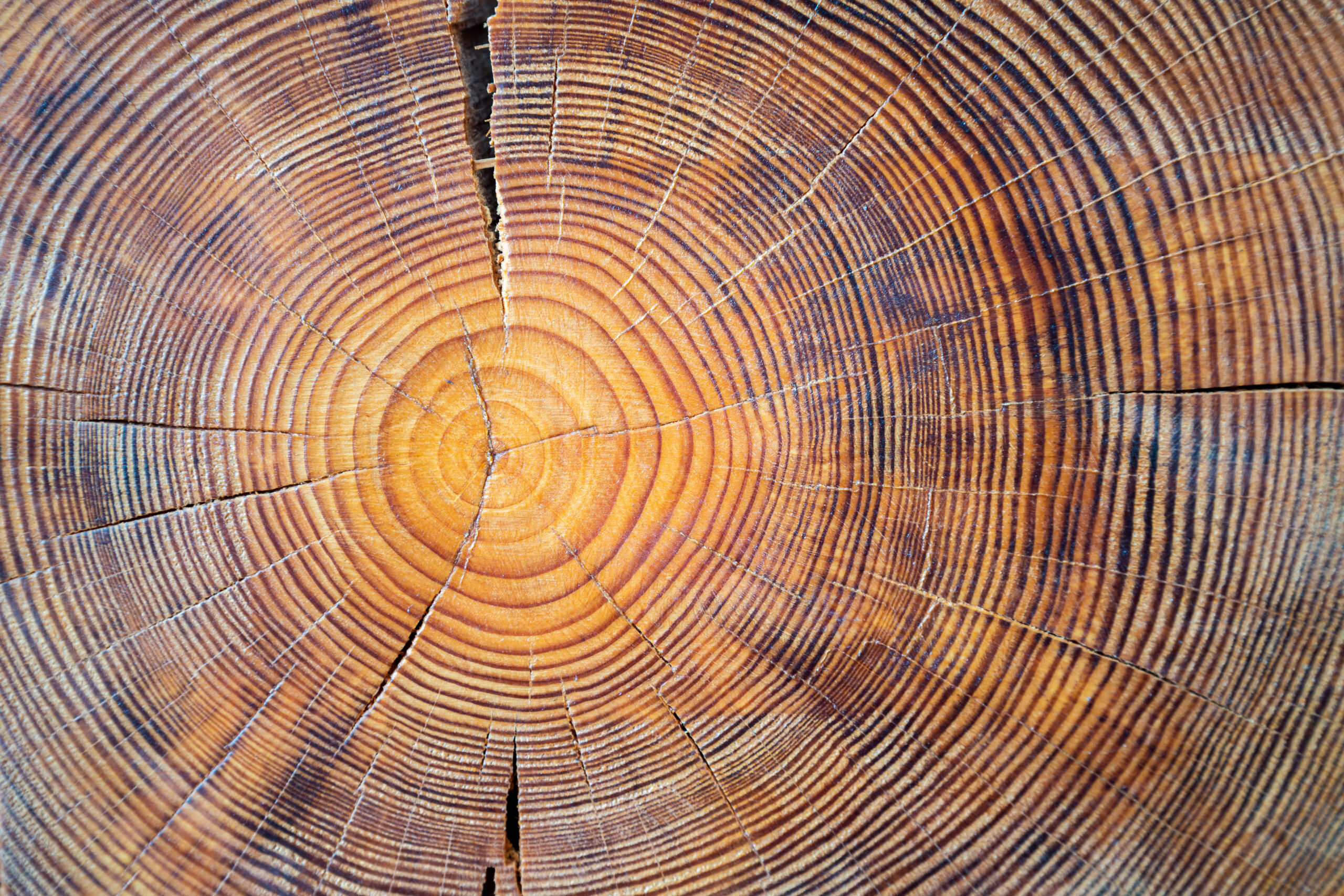 Tree rings reveal a new kind of earthquake threat to the Pacific Northwest