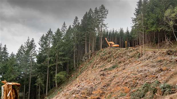A82 safety work takes priority over felling work