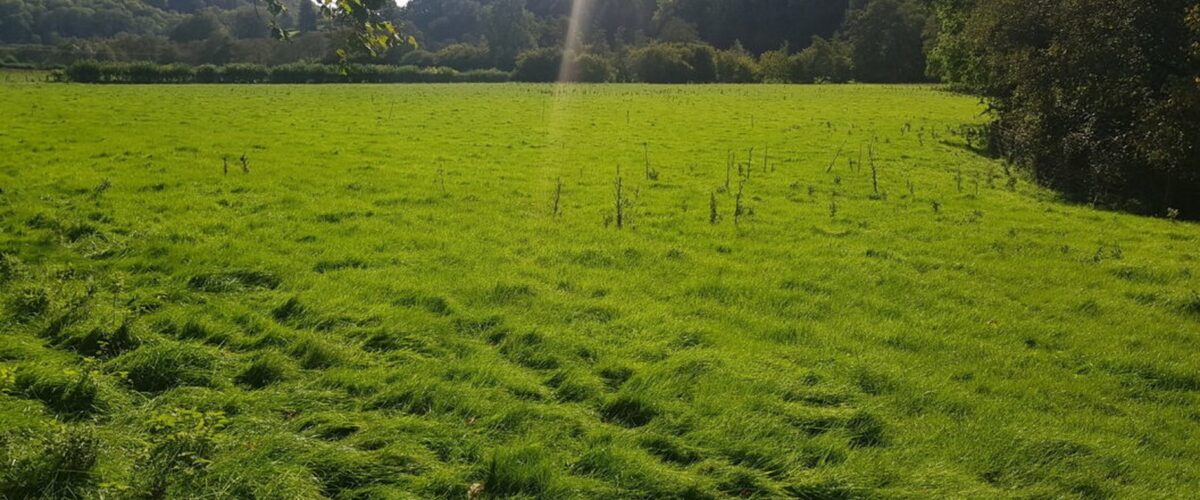 Coronation Wood to be planted by Forestry England near Ludlow