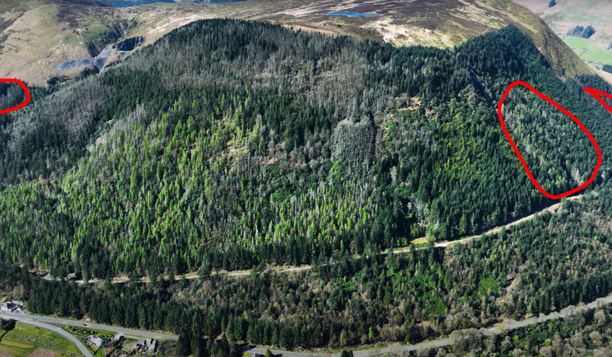 Diseased larch trees to be felled at forest in Gwynedd