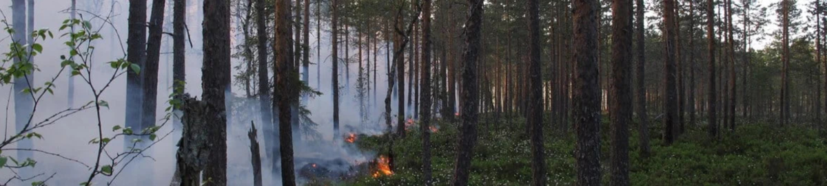 Controlled burning Enhancing habitats for fire-dependent species in Sweden: controlled burnings in target in 2023