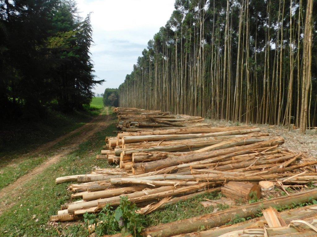 Harvested Eucalyptus which is then used to dry the tea leaves.