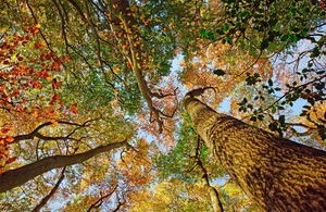Forests fit for the future – government funding announced for new forest research