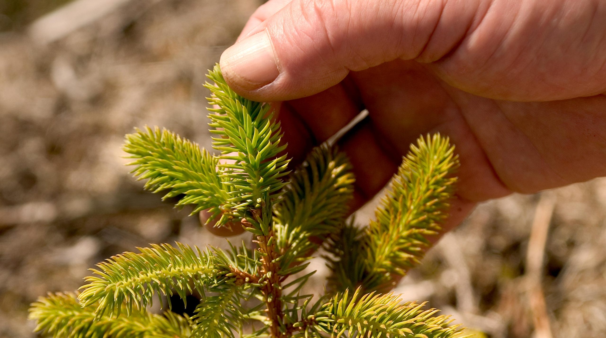 National Tree Cover Expansion Survey Seeks Land Manager Views