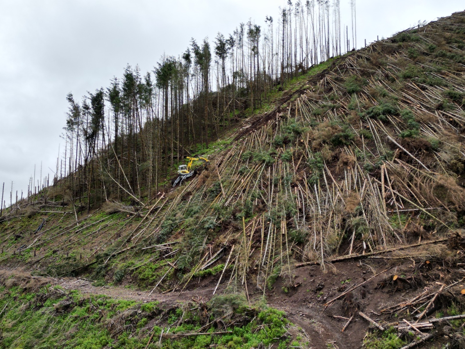 Menzi Muck M545X fitted with a Hultdins saw on a Powerhand grapple working on a steep slope