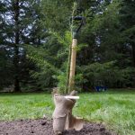 British Columbia plants its 10-billionth tree