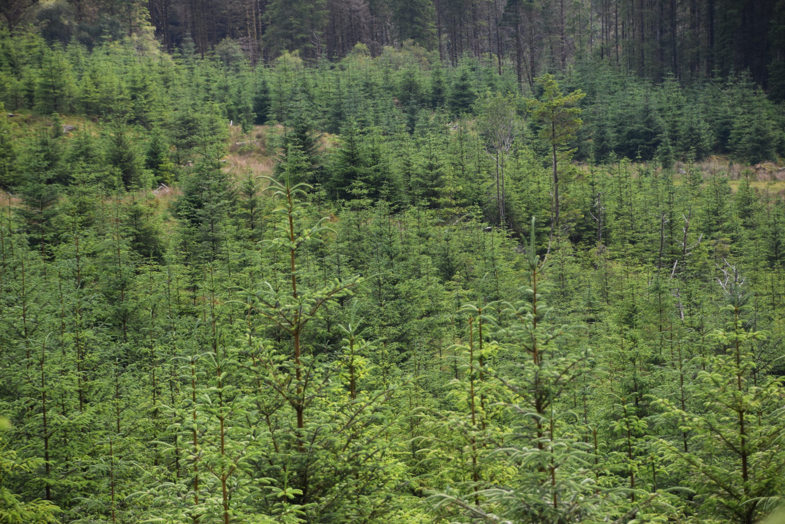 Tree Planting