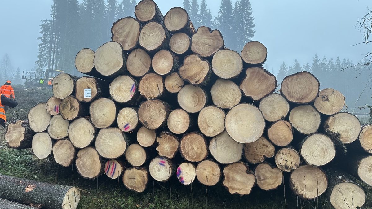 IMG_4835 Ips typographus