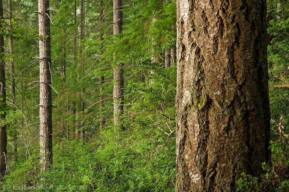 Forth Growth Douglas Fir Forest Douglas Fir