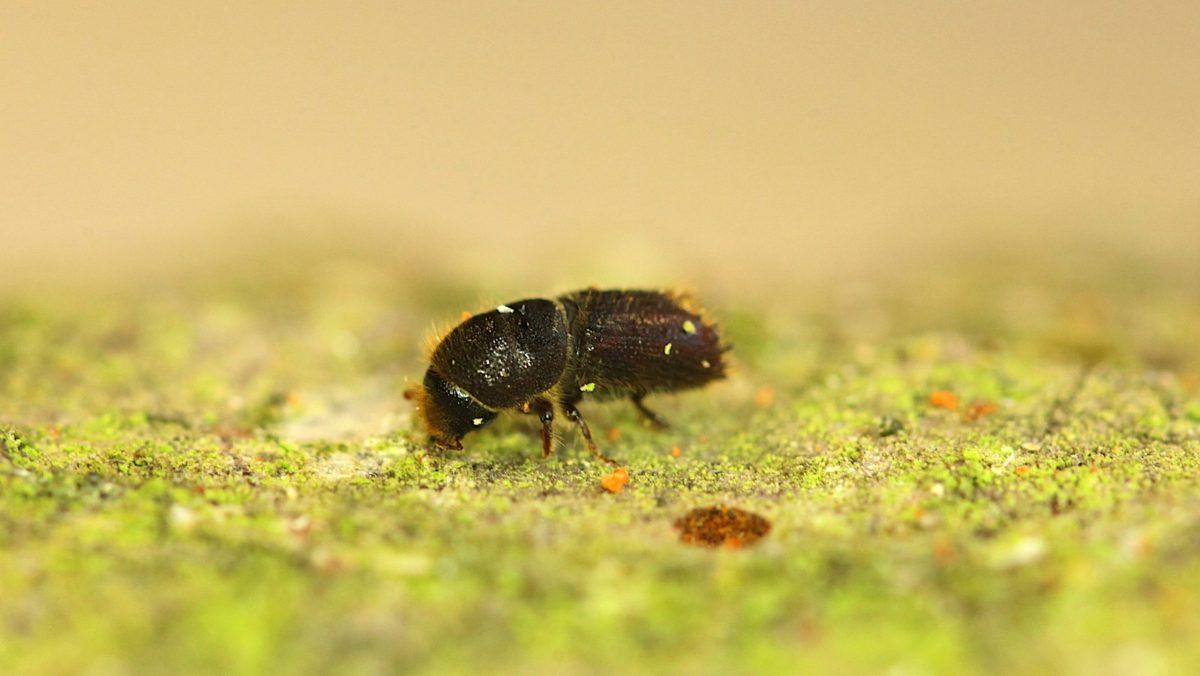 Ips Cembra High Res Adult-3_cropped Conifer log