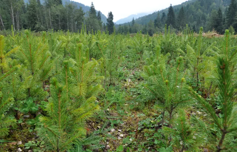 fir-tree-nursery-young-spruce-growing-mountains-67936926 Job Opportunity