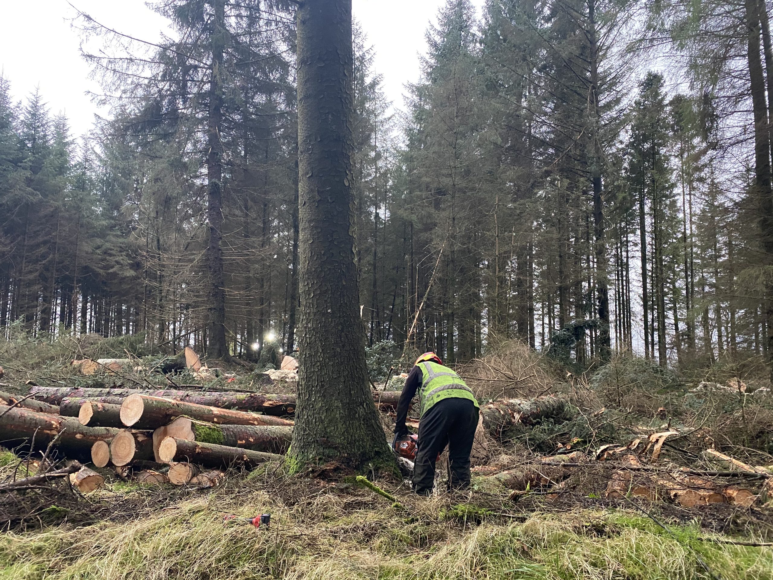 Forestry and Wood