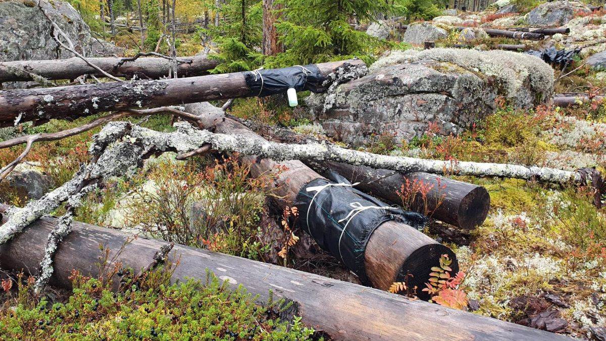 ecl2_foto-albin-larsson-ekstrom_webb Dead wood