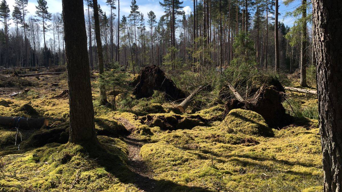 stammar_web Spruce Bark beetle