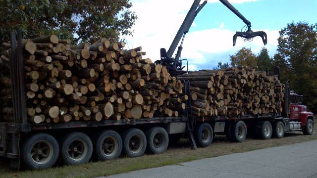 6030989_orig US Timber Prices