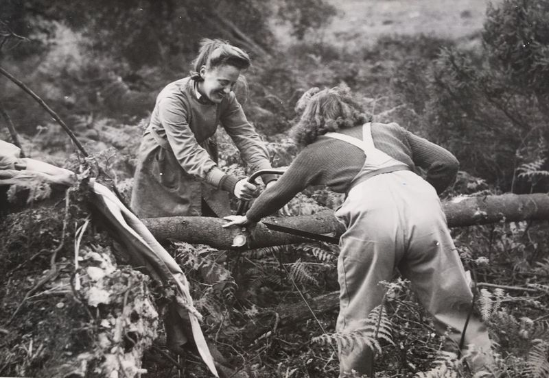 Lumberjillls crosscutting with a bushman saw in woods, June 1944. Photo credit Doris Youde (nee Stanyon) VE Day