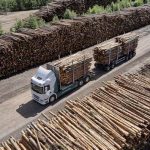 Timber Forecast for 2026