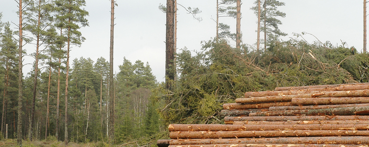 Swedish Timber Production