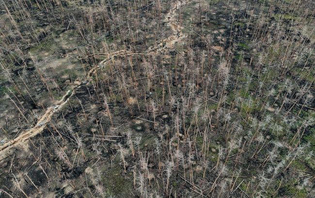 gettyimages_2183140610_99fa393fdcf35cd358c7ba7541b7fe5d_1300x820_fdf2db6de03a3c33a77c7f004f077fe5_650x410 Ukraine's Forests