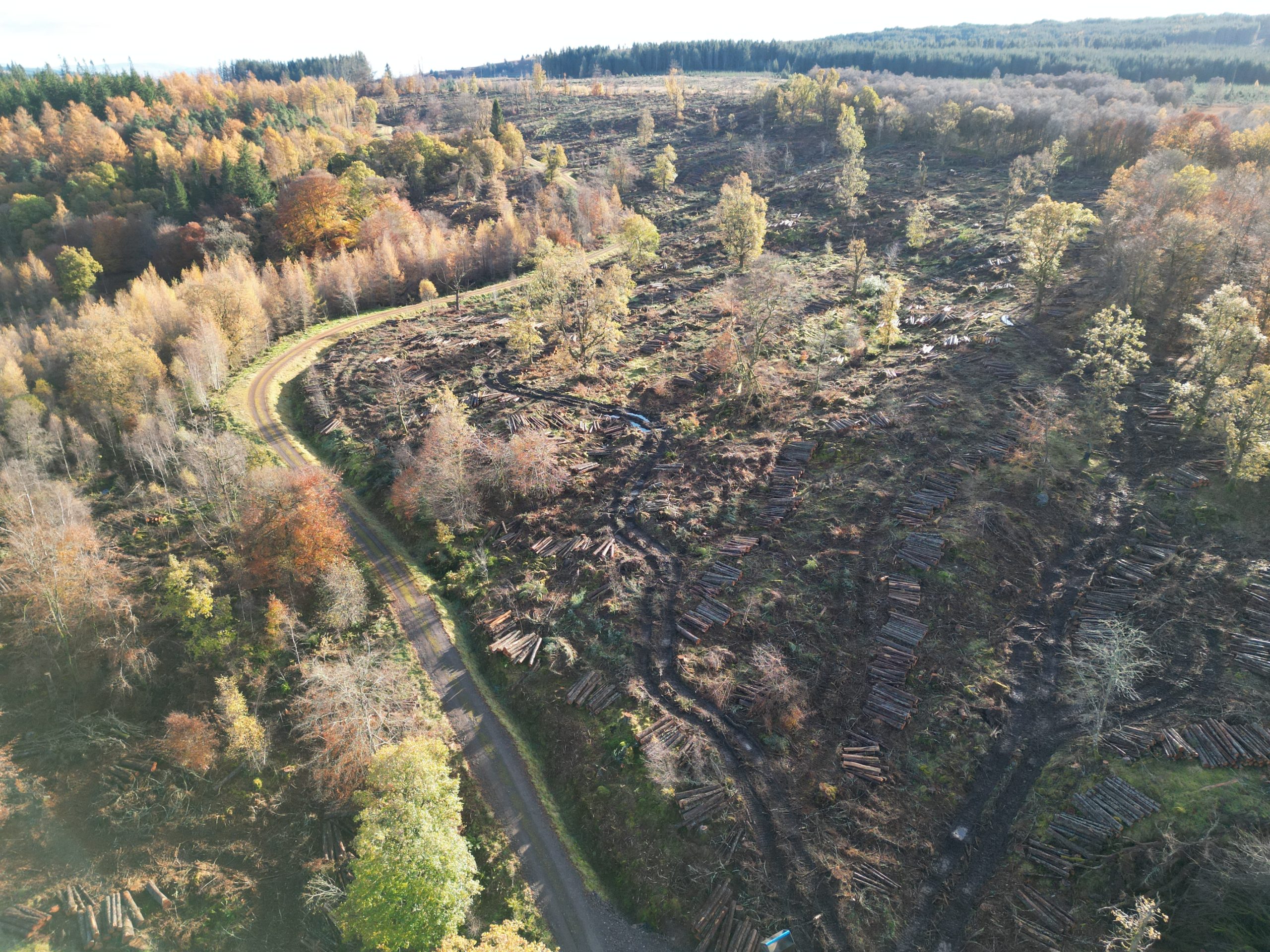 The UK forestry sector